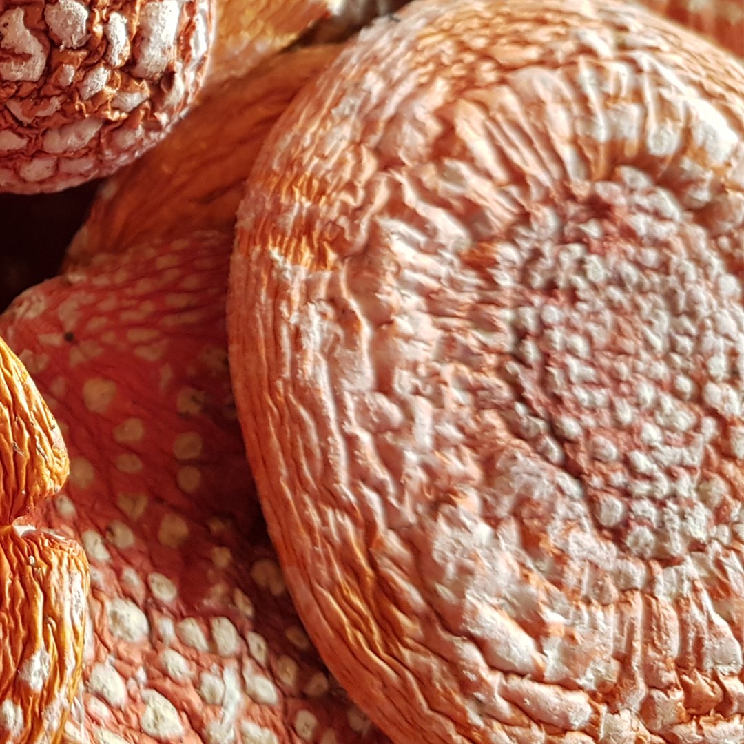 amanita muscaria dried