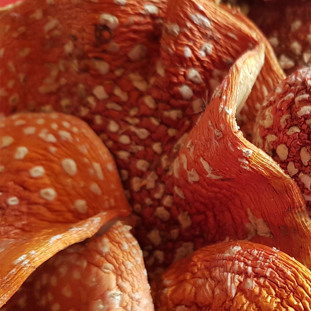 amanita muscaria dried