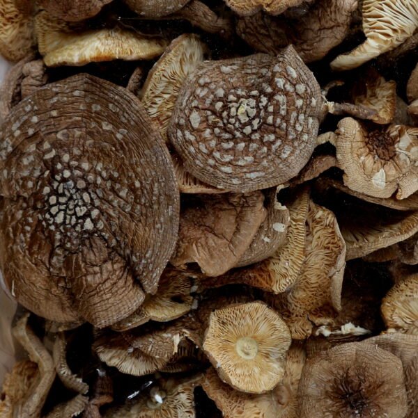 Dried Amanita Pantherina